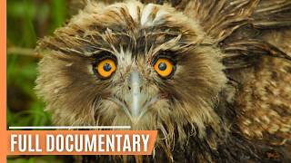 The Secret Lives of Birds and Their Aerial Feats | Full Documentary