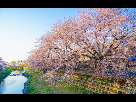 動画サムネイル