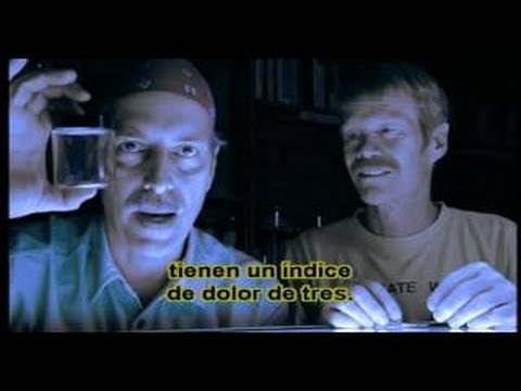 Documental Insectos Mortales (National Geographic)