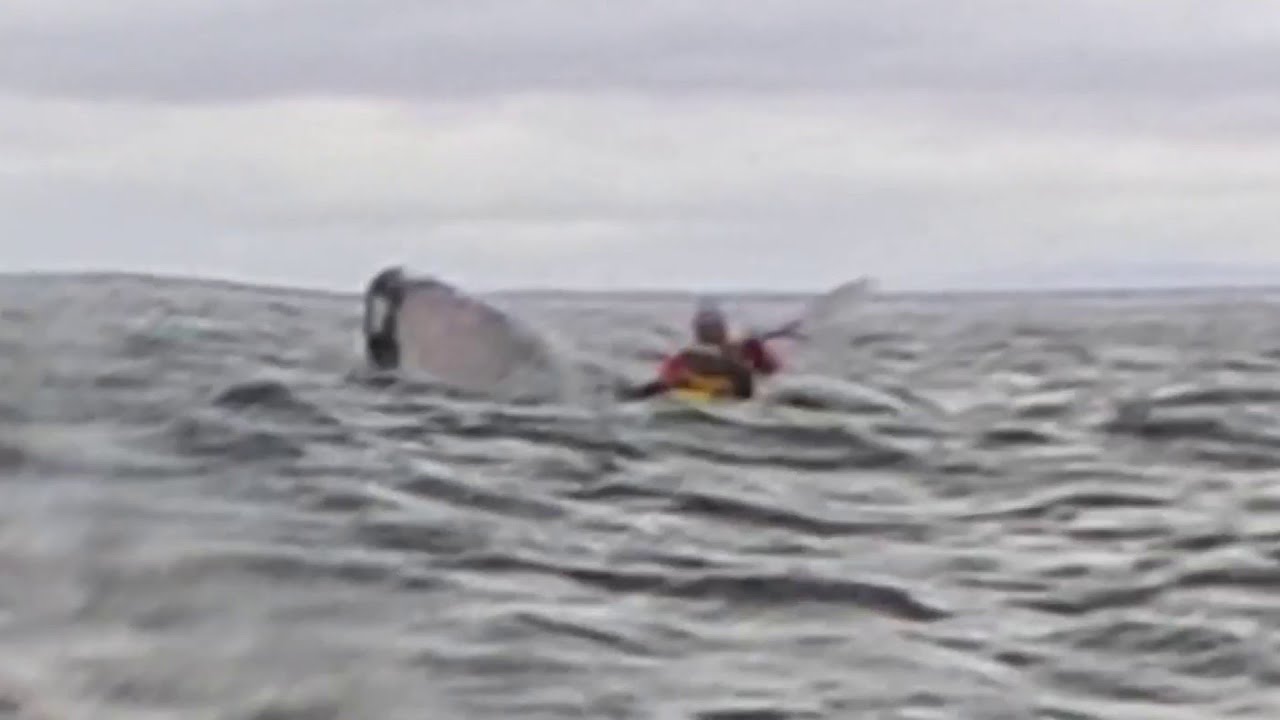 Man swallowed by humpback whale, survives to tell the tale