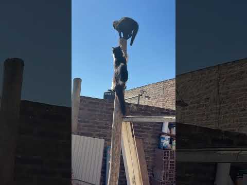 Cats and dog surprise each other over a wall in Carmen de Areco, Buenos Aires, Argentina