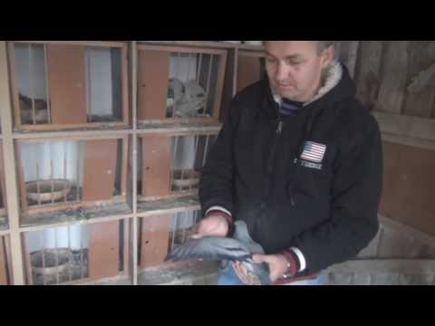 În vizită la Balla Kalman » Peste 40 de trofee la concursuri columbofile în Bihor (Marghita)!