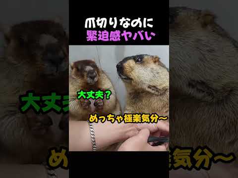 【神回】爪切りが怖すぎてガクブルするマーモットｗｗ