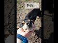 Psikus 0031/24