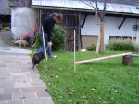 Rocco das Minischwein