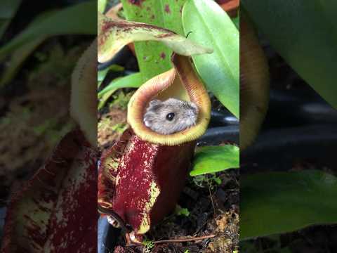 This Pitcher Plant ate my Hamster 😅❤️ #nepenthes #carnivorousplants #pitcherplant