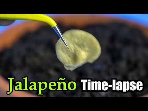 Growing Jalapeno Pepper Plant Time lapse (Seed to Flower to Fruit)