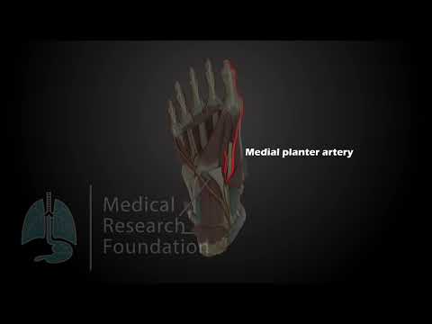 Medial & Lateral Plantar Nerve | Origin, Course, Branches & Clinical Anatomy
