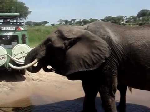 Elephant Drive-By