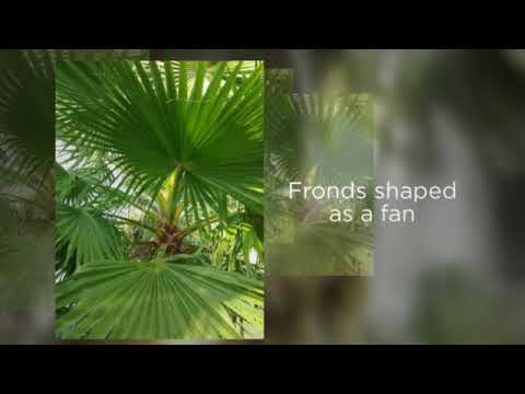 Washingtonia Robusta, From Palms of Paradise, Winnie, Texas