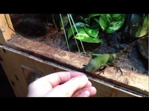 YouTube Video __yrSLe-qqs