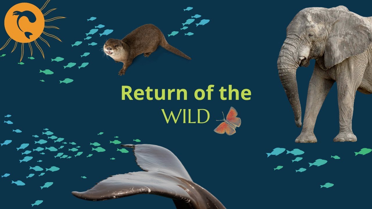 Return of the Wild