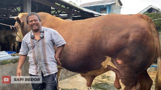 Download lagu CEO YANG LAMA MENGHILANG AHKIRNYA TURUN GUNUNG KONTES WONOSOBO❗️🔥🔥🔥🔥 mp3