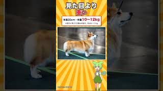 【犬種シリーズ #15】あの短いしっぽは、生まれつきとは限らない｜ウェルシュ・コーギー・ペンブローク