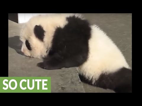 What sound does a baby panda make?