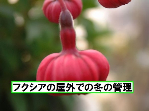 園芸 鉢植えのフクシアを越冬させる方法は?