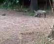 Warthogs At The Detroit Zoo