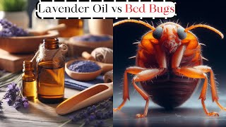 Does Lavender Oil Get Rid Of Bed Bugs?