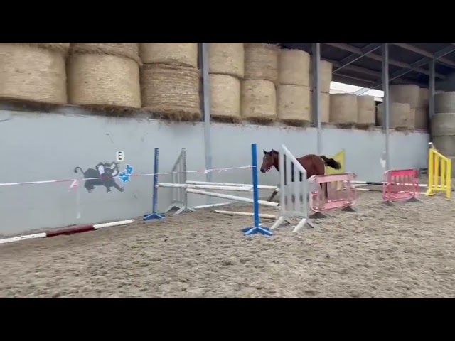 Entire Zangersheide For sale 2023 Bay