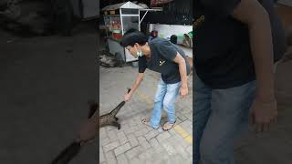 Download lagu BAU PANDAN WOOW INI DIA MUSANG PANDAN | DIKEMBANGBIAKIN LAGI BIAR POPULASI BANYAK #fyp #short mp3