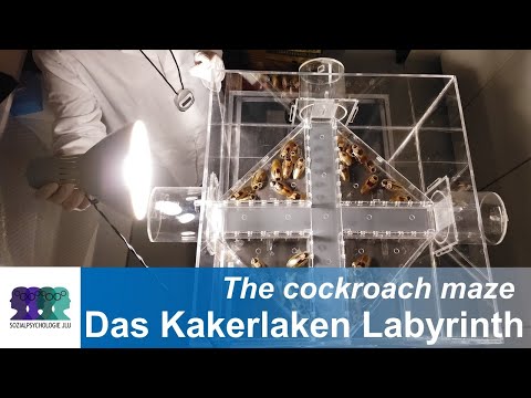 Das Kakerlaken-Labyrinth von Zajonc et al. / Zajonc et al.’s cockroach-maze