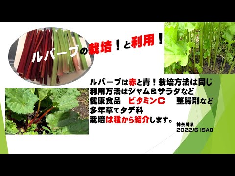 ルバーブの移植:これがどのように行われるか 植物