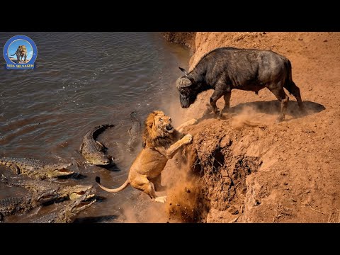 O Rei Leão – A Batalha pela Sobrevivência na Savana Africana #animaisselvagens | Vida Selvagem