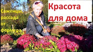 Цветы и виноград для дома. Фермерский питомник под Анапой