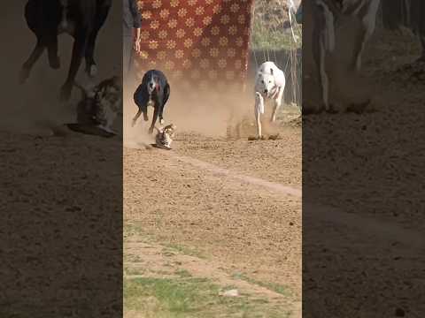 Super Dog Race #greyhoundracing