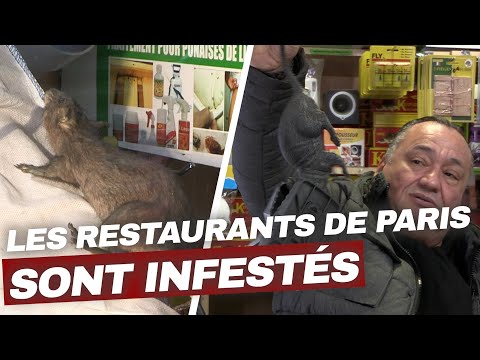 French cities invaded by rats! | Shocking investigation