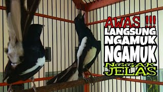 Download lagu kacer gacor nagen satu titik bongkar emosi mencari lawan mp3
