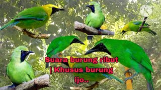 Download lagu Suara pikat burung ribut, khusus burung ijo , ijo big ,ijo mini dan cucak Rante,,, ijo ribut..... mp3 Download lagu Suara pikat burung ribut, khusus burung ijo , ijo big ,ijo mini dan cucak Rante,,, ijo ribut..... mp3