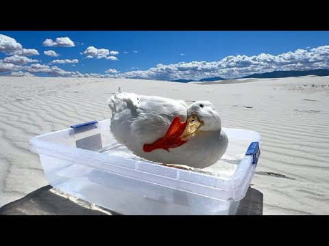 I took my duck to White Sands