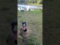 #shorts Angry Goose ready to fight me at the park hissing fiercely #geese #park #angry #attack