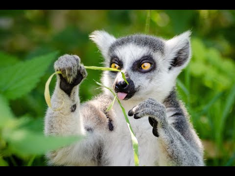 The Feline Lemur ||| The Rascal from Madagascar.