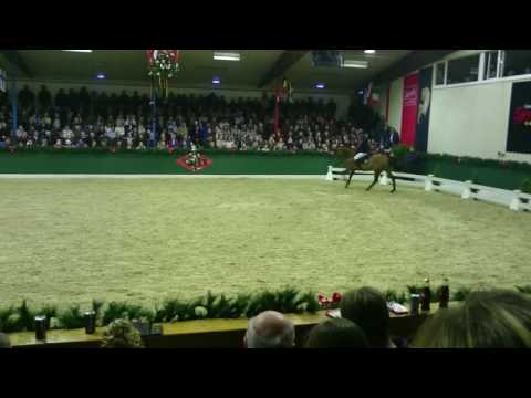 DSP Araldik Hengstschau 2017