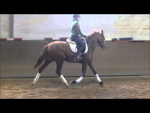 3 jähriger Wallach von Quasar de Chary-San Remo