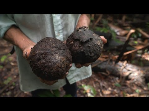 Video Thumbnail: Deforestation hits brazil nut collectors in Bolivia | AFP