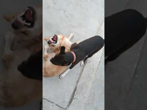 Boxer v.s golden retriever