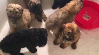 Video preview image #14 Bouvier Des Flandres Puppy For Sale in PITTSBURGH, PA, USA