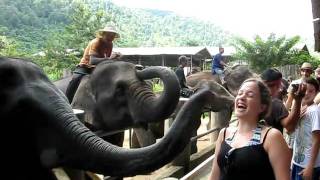 Thana Sep 25 2010 - Elephant Kiss