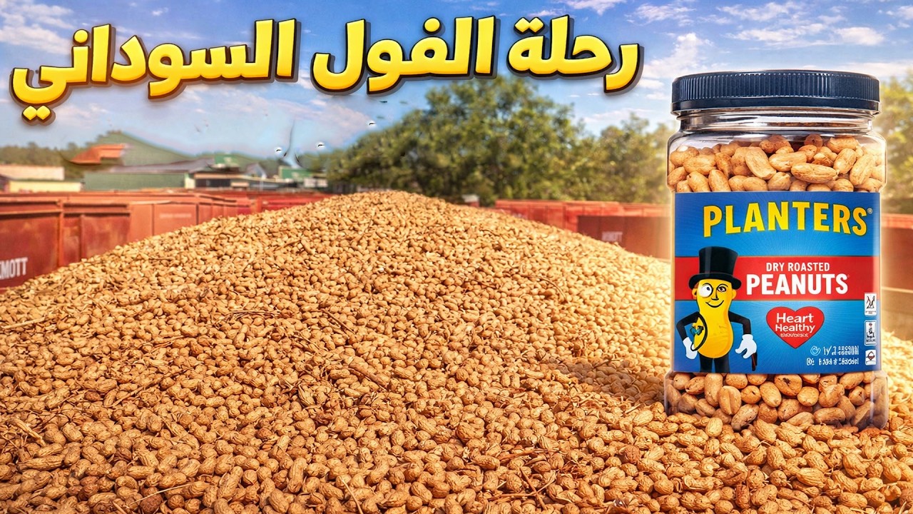 لن تصدق كيف يتم إنتاج الفول السوداني من الحقل إلى المصنع!