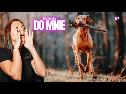 Nauka komendy DO MNIE - co robisz źle?