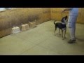 K9 Training: Bomb Dog Training - K9 Trainer Goktan Eker and odor imprinting K9 Training: Bomb Dog Training - K9 Trainer Goktan Eker and odor imprinting
