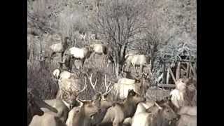 preview picture of video 'Oak Creek Elk Feeding Station 1994'