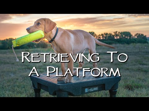 Labrador Retriever Retrieving To A Platform - Teach Your Puppy To Retrieve