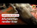 Verdriet om overleden rendier Itvar | Komt een aap bij de dokter | Omroep Brabant