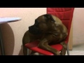 cute dog - "злой" немецкий боксер - реакция на воду 
