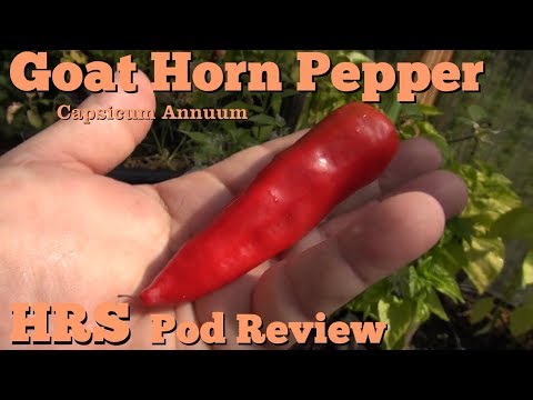 download lagu mp3 mp4 Goat Horn Pepper Heat Scale, download lagu Goat Horn Pepper Heat Scale gratis, unduh video klip Goat Horn Pepper Heat Scale