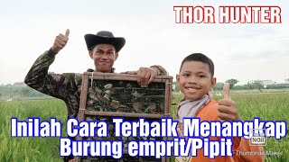 Download lagu This is the Best Way to Catch Sparrows/Emprit Birds, Guaranteed 100% Success mp3 Download lagu This is the Best Way to Catch Sparrows/Emprit Birds, Guaranteed 100% Success mp3